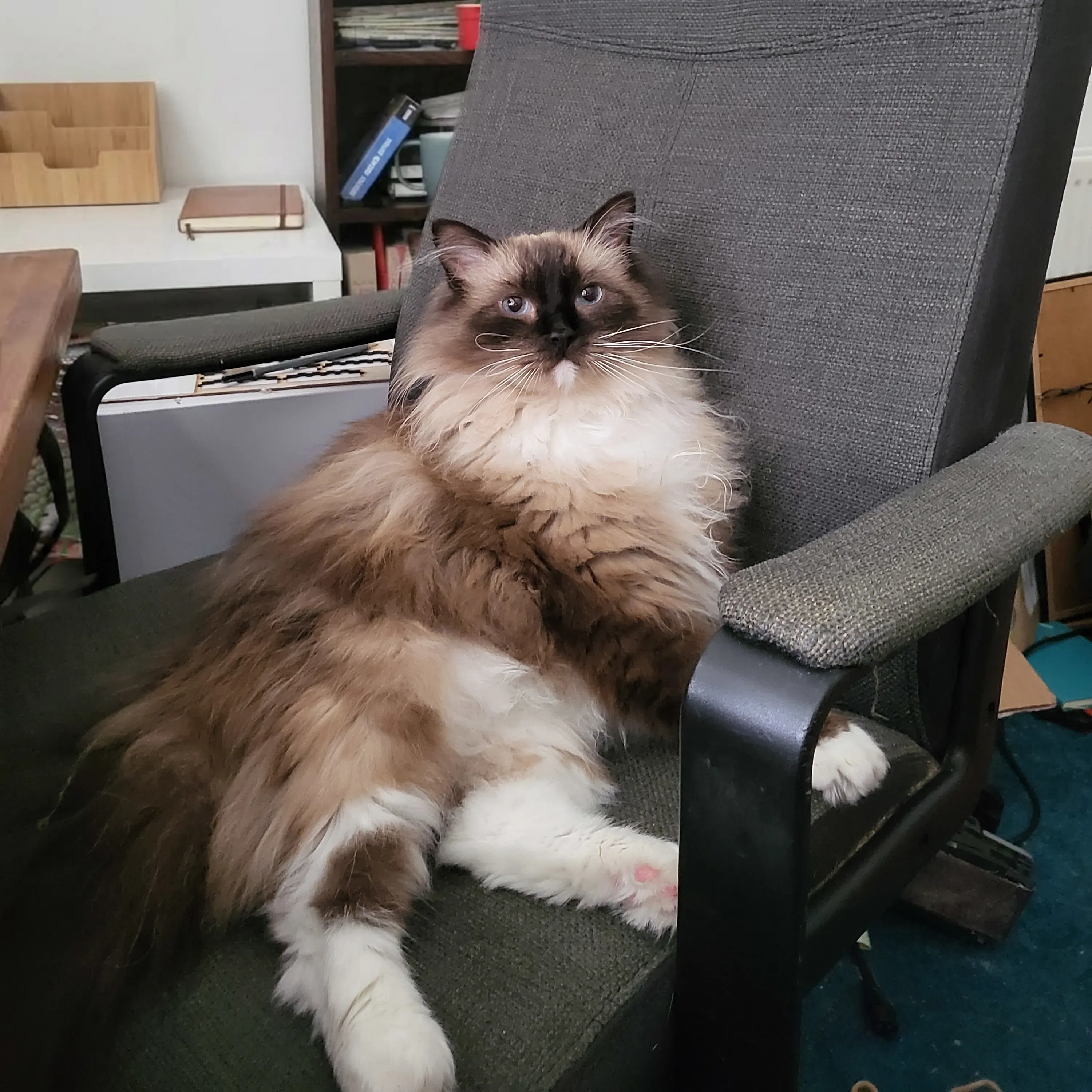 A large, fluffy Ragdoll cat with dark brown points on its face, white fur around its neck and paws, sitting slouchy yet upright in a grey fabric desk chair. The cat is looking directly forward with a serious expression.